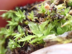 Tortula hoppeana
