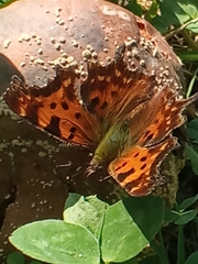 Polygonia c-album