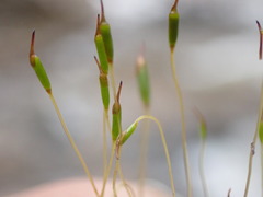 Tortula hoppeana
