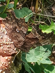 Polygonia c-album