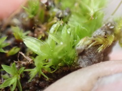 Tortula hoppeana