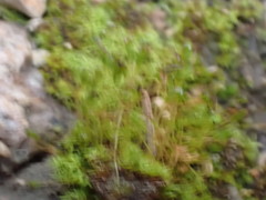 Tortula hoppeana