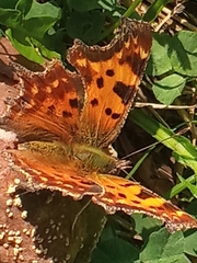 Polygonia c-album