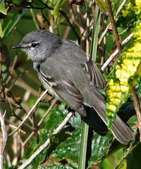 Serpophaga griseicapilla
