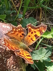 Polygonia c-album