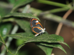 Ithomia agnosia zikani