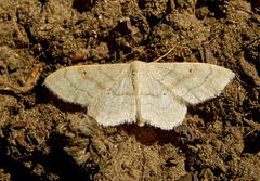 Idaea deversaria