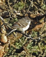 Serpophaga griseicapilla