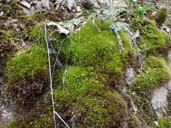 Flexitrichum flexicaule