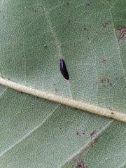 Prococcus acutissimus