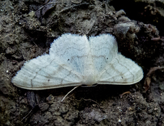 Idaea deversaria