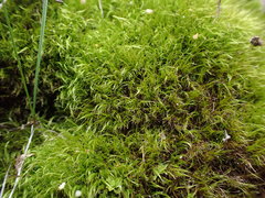 Flexitrichum flexicaule