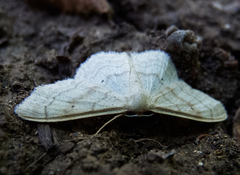 Idaea deversaria