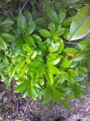 Prococcus acutissimus