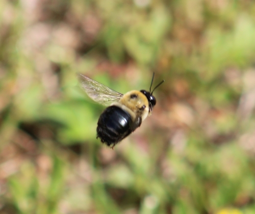 Eastern Carpenter Bee photographed in Rhode Island