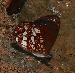 Lymanopoda labda labda