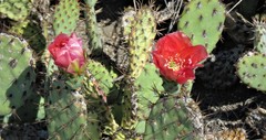 Opuntia × vaseyi