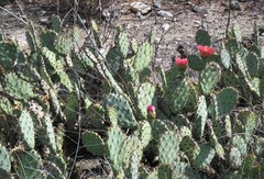 Opuntia × vaseyi