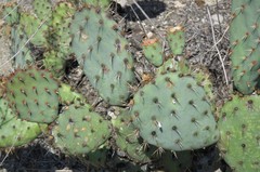 Opuntia × vaseyi
