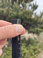 Pinus contorta contorta