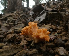 Ramaria capitata