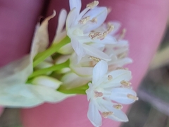 Allium fraseri
