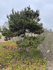 Pinus contorta contorta