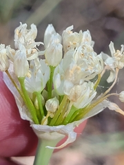 Allium fraseri
