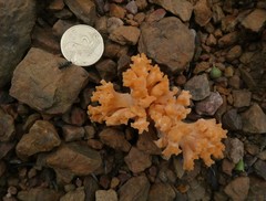 Ramaria capitata