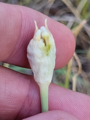 Allium fraseri