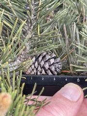 Pinus contorta contorta