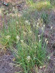 Allium fraseri