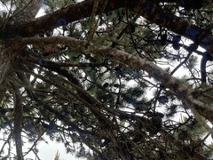 Pinus contorta contorta