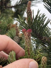 Pinus contorta contorta