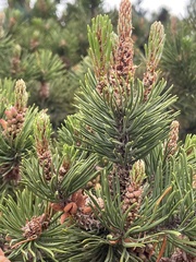 Pinus contorta contorta