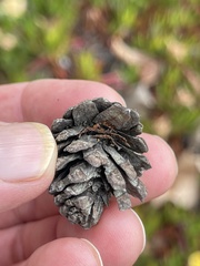 Pinus contorta contorta