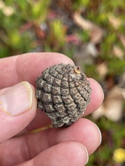 Pinus contorta contorta