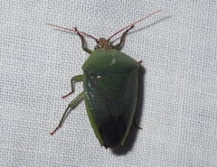 Calcatedessa temnomarginata