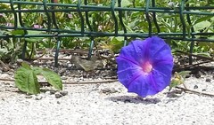Ipomoea indica