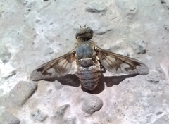 Exoprosopa