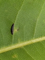 Prococcus acutissimus