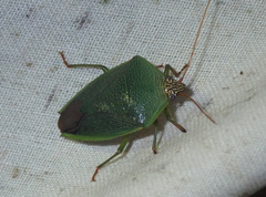 Calcatedessa temnomarginata