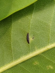 Prococcus acutissimus