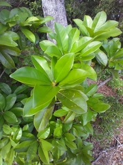 Prococcus acutissimus