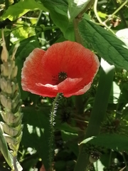Papaver rhoeas