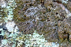 Anaptychia runcinata