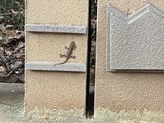 Gekko japonicus