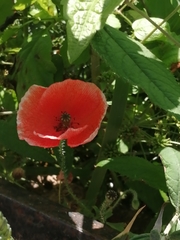Papaver rhoeas