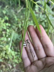 Platycnemis phyllopoda