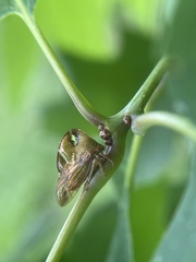 Smilia camelus